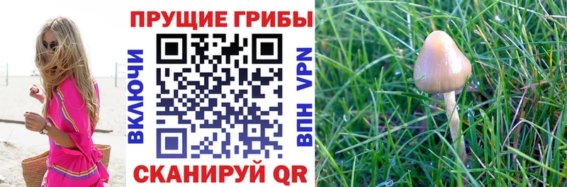 Галлюциногенные грибы мицелий  ссылка на мегу рабочий сайт  Керчь  наркотики 